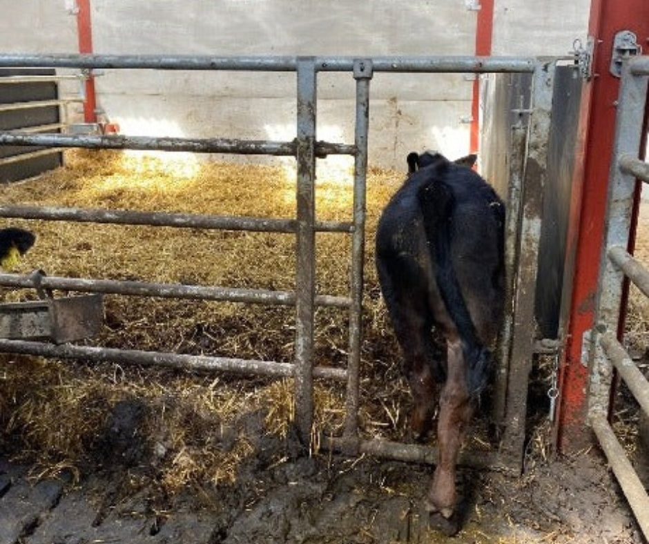 Calf Creep Gate
