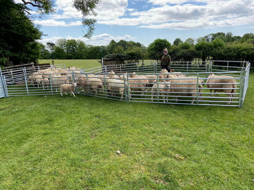 Premium Sheep Hurdle