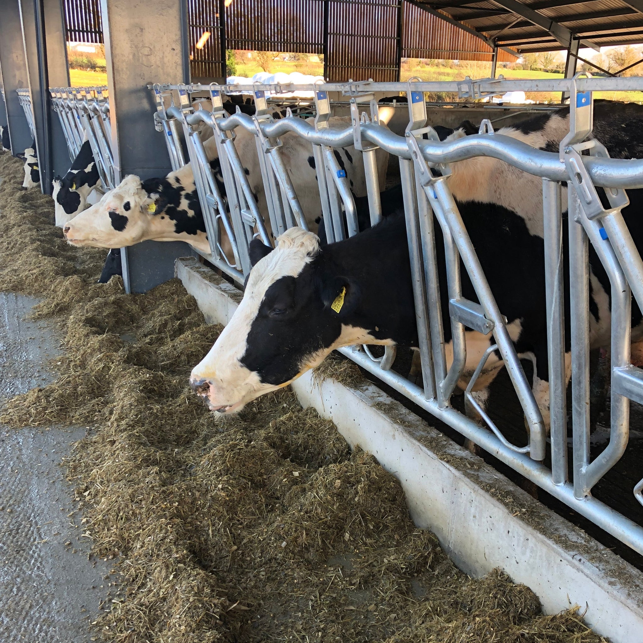 Cow Lockpick Cow Self Lock (Comfort Edition) – Agri-Kit
