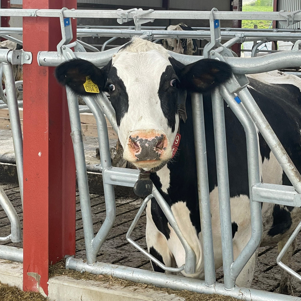 Cow Locker Cow Self Lock (Comfort Edition) – Agri-Kit