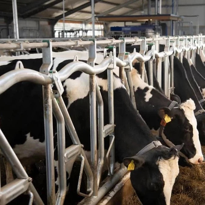 Cow Self Lock (Comfort Edition) – Agri-Kit